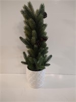 Small Pine Tree in Ceramic Pot