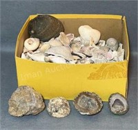 Box Full Of Sea Shells, Box Is 12”x10”