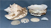 Sand Dollars, Large Sea Shell, Shell Plates