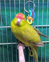 Cinnamon female kakariki, 1.5 years old, tame.