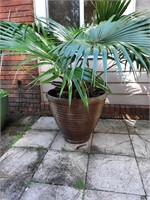 (2) Plastic Planter with Palm Trees