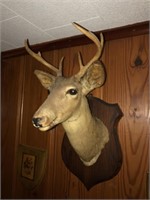 Vintage Whitetail Deer Mount (7 Pt)