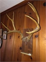 Vintage Mule Deer Antler Mount  (5x5)