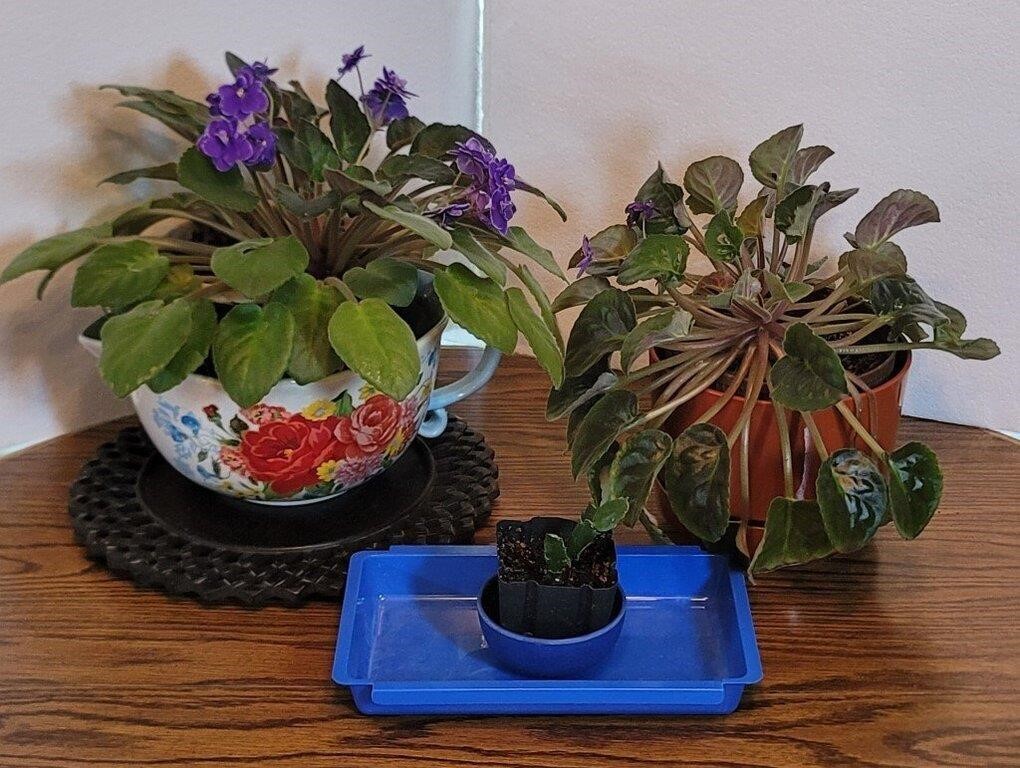 (3) Potted Plants, 2 African Violets and 1 Small