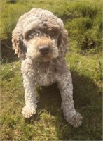 Female-Cockapoo-Chocolate,intact,exposed