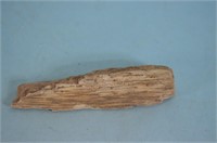 Petrified Wood Sample