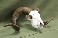 European Mount Rams Skull