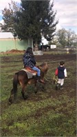Rocco 7 year old pony Gelding