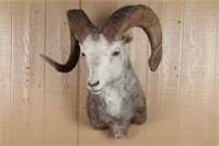 Big Horn Sheep Mount