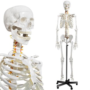 breesky Human Skeleton Model for Anatomy 170cm