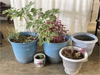 Selection of Plants in Pots
