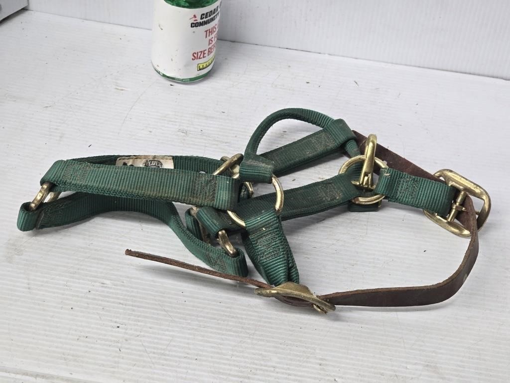 Horse harness 1 in yearling