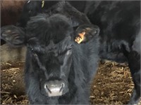 Number 65- Black Angus Steer *Read Description