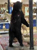 AMERICAN TAXIDERMY BLACK BEAR STANDING