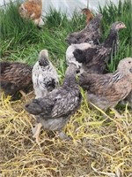 5 Unsexed-Standard Brahma Chicks-Assorted
