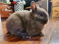 Buck-Netherland Dwarf-10 weeks