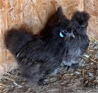 2 Hens-Silkies - Black & Blue, 2023 hatch