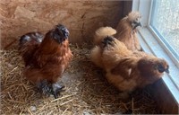 Trio-Silkies-2 buff hens, 1 partridge rooster-2023