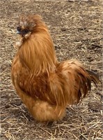 Trio-Buff Silkies-Breeders 2 hens, 1 rooster