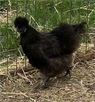 Pair-Black Silkies-1 hen, 1 rooster, 2023 hatch
