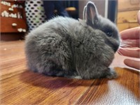 Doe-Netherland Dwarf-10 weeks old