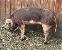 Gilt-Purebred Hereford Pig-6months old