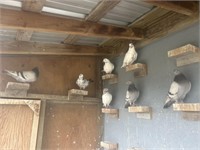 7 Unsexed-Birmingham Roller Pigeons