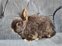 Doe-Netherland Dwarf-Proven, just weaned 5 babies