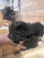 Rooster-Black Showgirl Silkie-5 months old