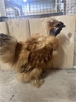 Rooster-Buff Showgirl Silkie-5 months