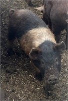 Gilt-Hampshire x Hereford Pig-5 months old