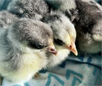 3 Unsexed-Blue/Blue Mottled Cochin Bantam Chicks