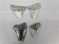 4 Pc Assorted Megalodon Teeth