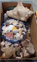 Box of Shells & Neat Rocks