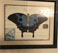 Frames Butterfly Print 19" x 16"