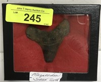MEGALODON TOOTH FOUND IN WACCMAW RIVER
