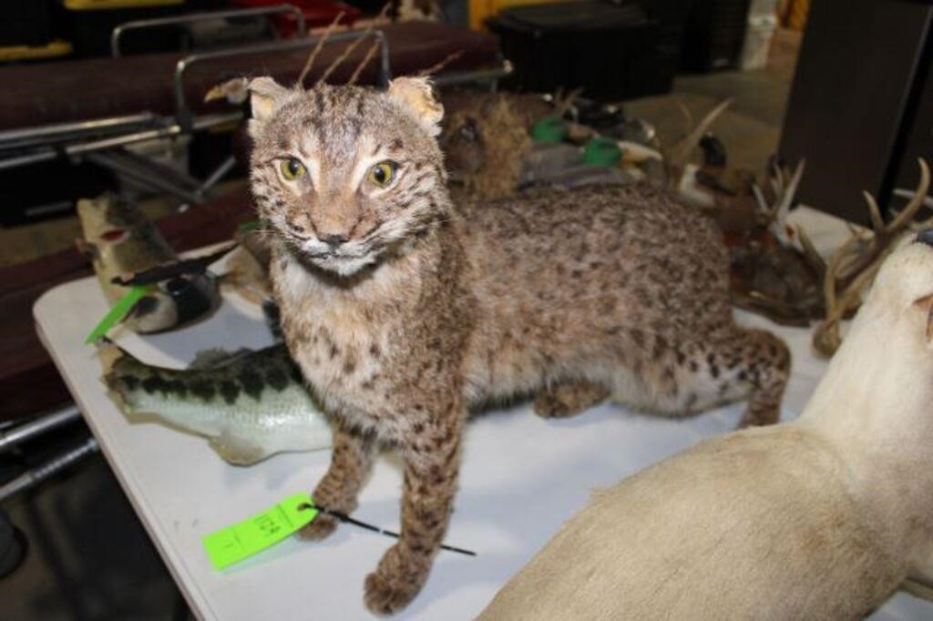 Lynx, Standing Mount