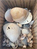 Box of sea shells