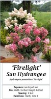 HYDRANGEA SUN WHITE FIRELIGHT