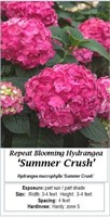 PINK HYDRANGEA REBLOOMER SUMMER CRUSH