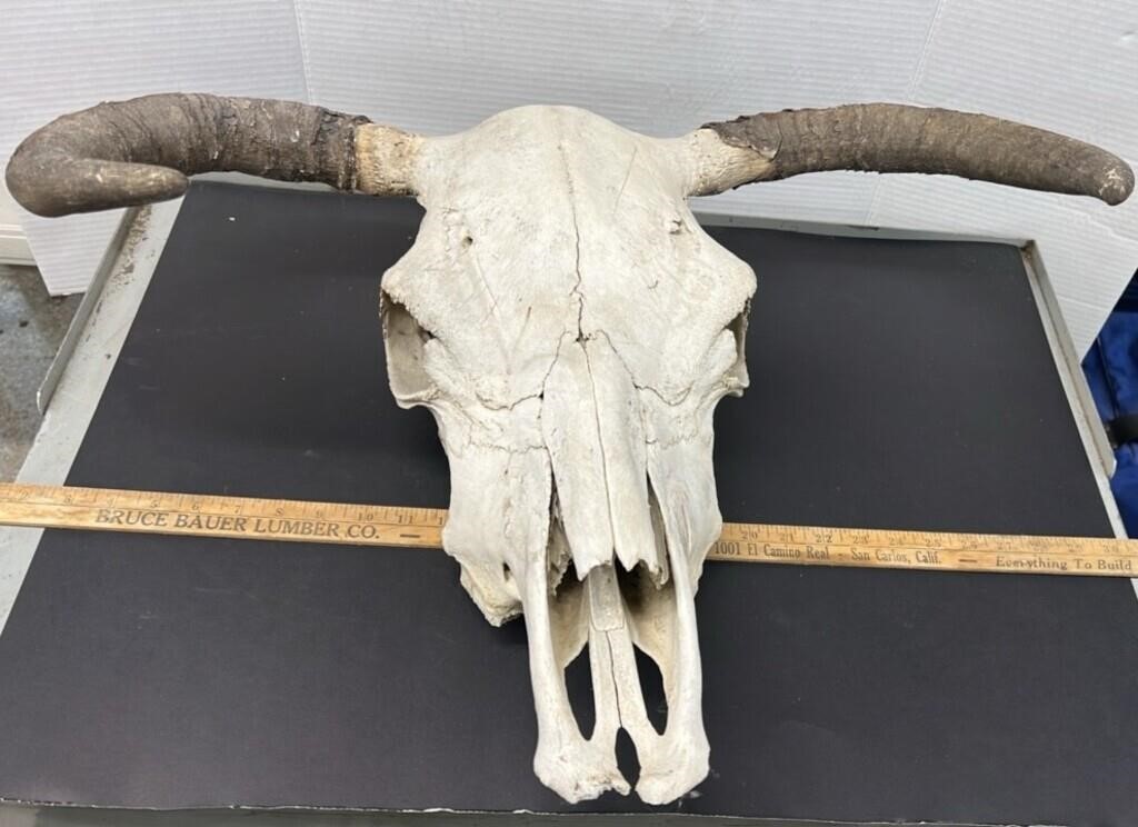 Cow Skull (24"W x 19"L).  NO SHIPPING