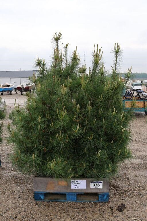 9 WHITE PINE TREES - APPROX. 5'