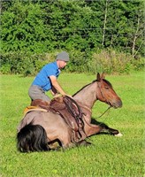 Roany - 3yo PENDING AQHA Gelding