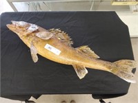 Taxidermy Walleye