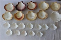 Baking Shell Collection