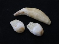 Two Elk Ivories & a Wolf Tooth