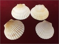 4 Large Salt Water Clam Shells