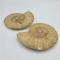 Approx. 7" Cut & Polished Ammonite Fossil