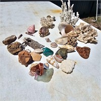 Assortment Of Shells/Corral
