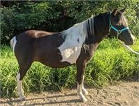 7 year old Paint Pony mare